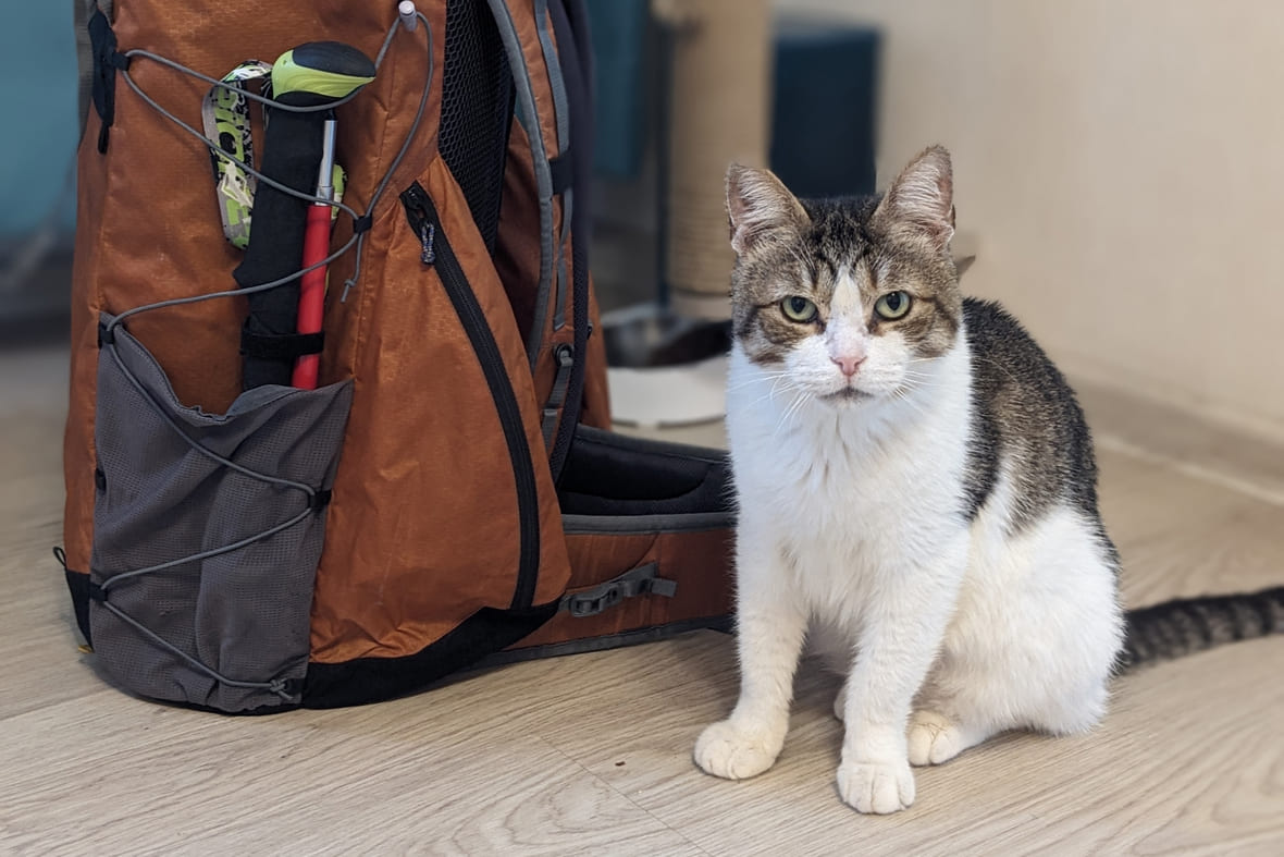 Кота Нямса хозяева оставляют дома и просят приглядеть за малышом родственников