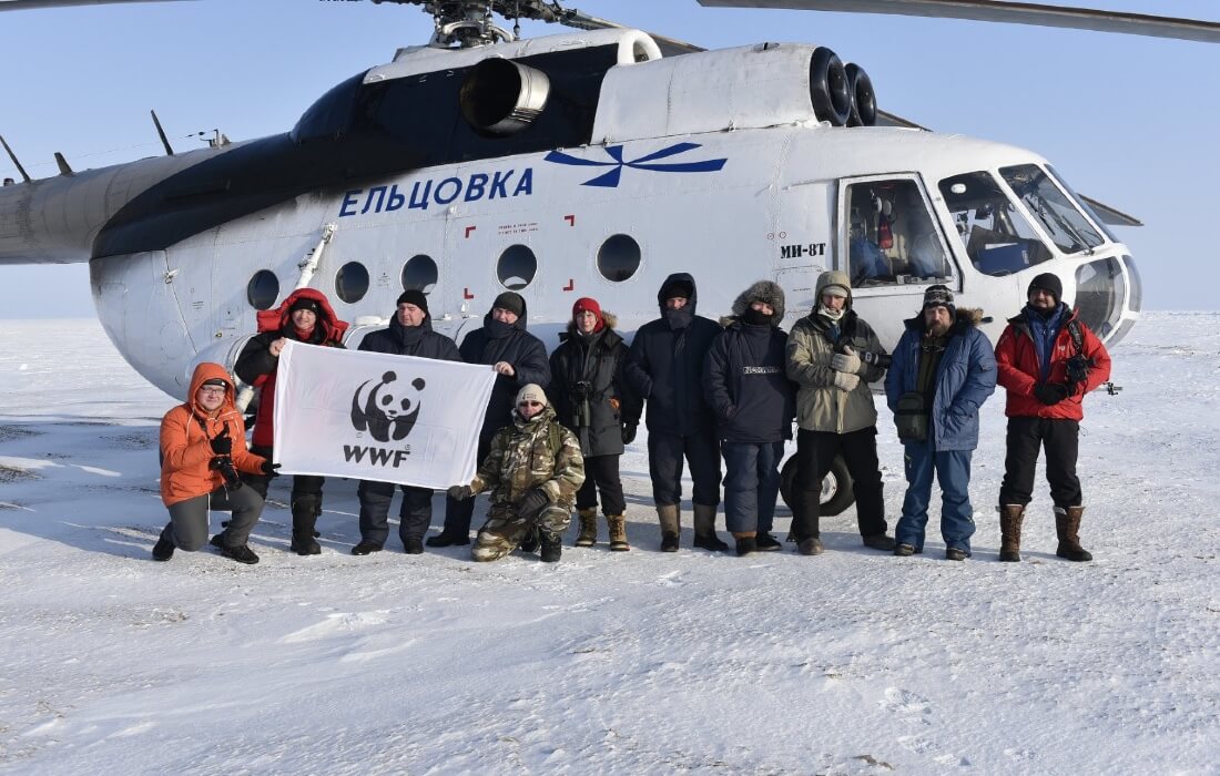 Wwf panda что это. Смотреть фото Wwf panda что это. Смотреть картинку Wwf panda что это. Картинка про Wwf panda что это. Фото Wwf panda что это