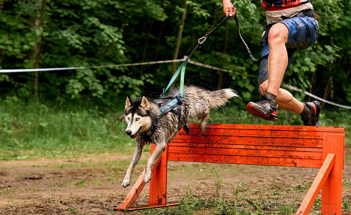 REDT. Семинар, посвящённый подготовке к экстремальному бегу с собакой