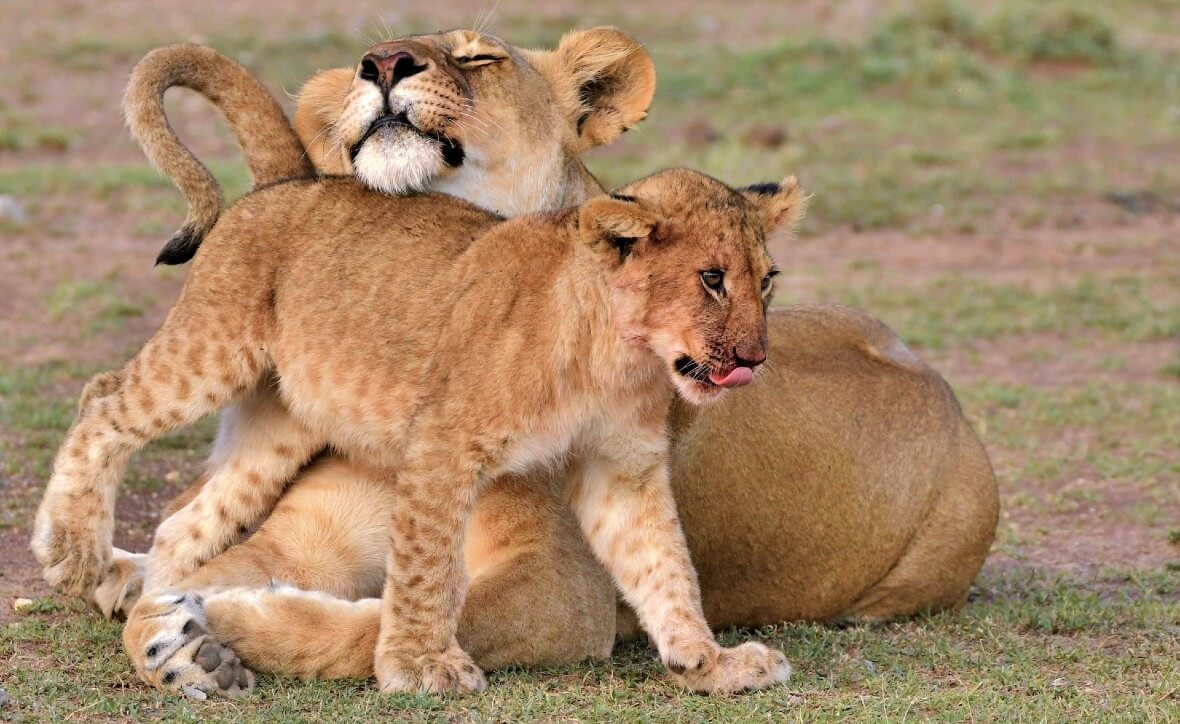 Клуб юных путешественников: загадки Африканского континента (для детей 8 лет и старше)