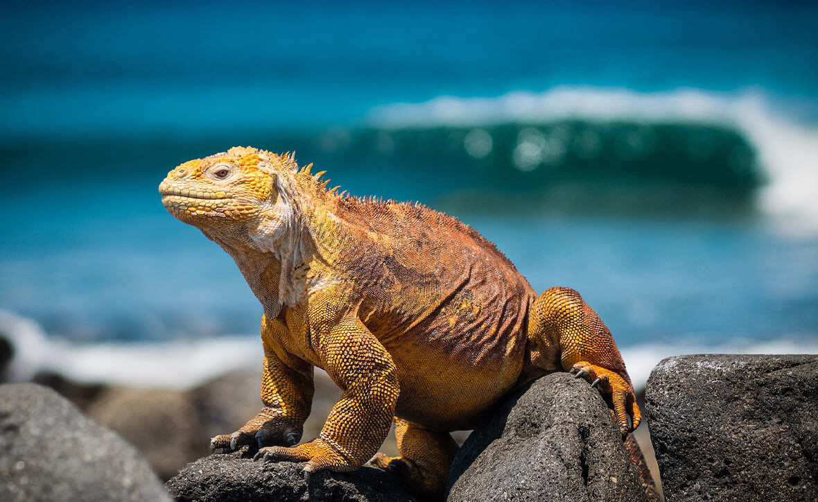 Клуб юных путешественников: в кругосветку вдоль экватора (для детей 5-7 лет)
