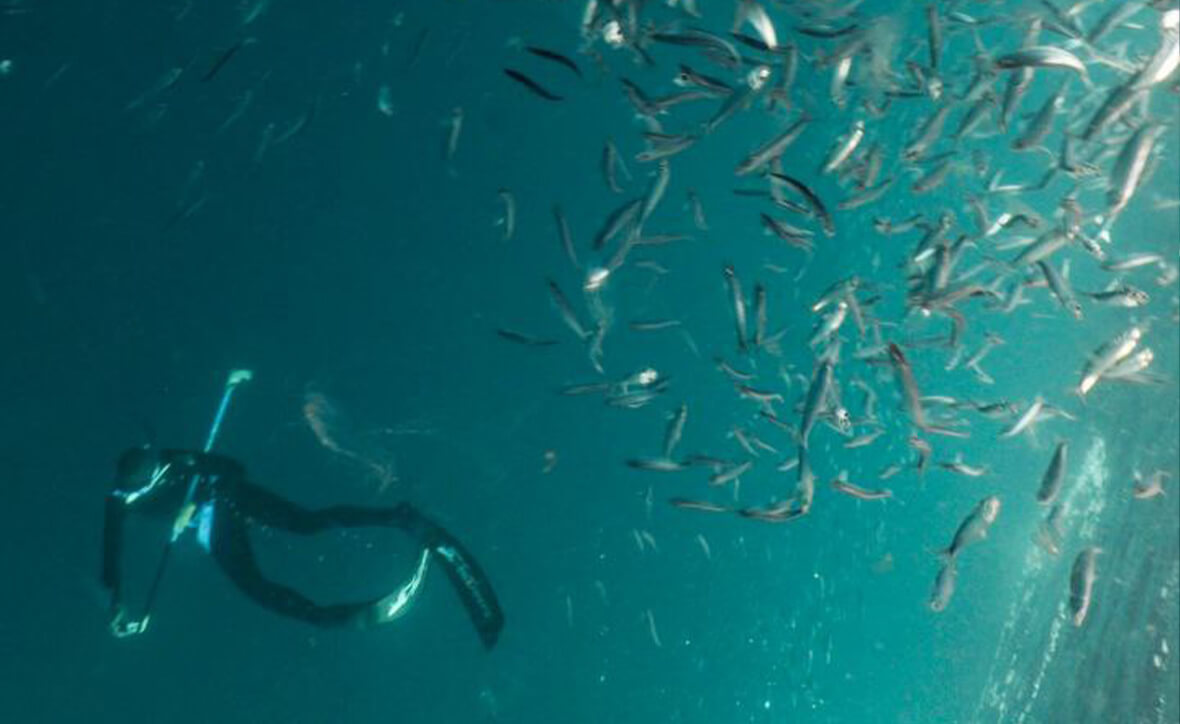 Гонка сардин в ЮАР: как увидеть самое грандиозное шоу океана своими глазами