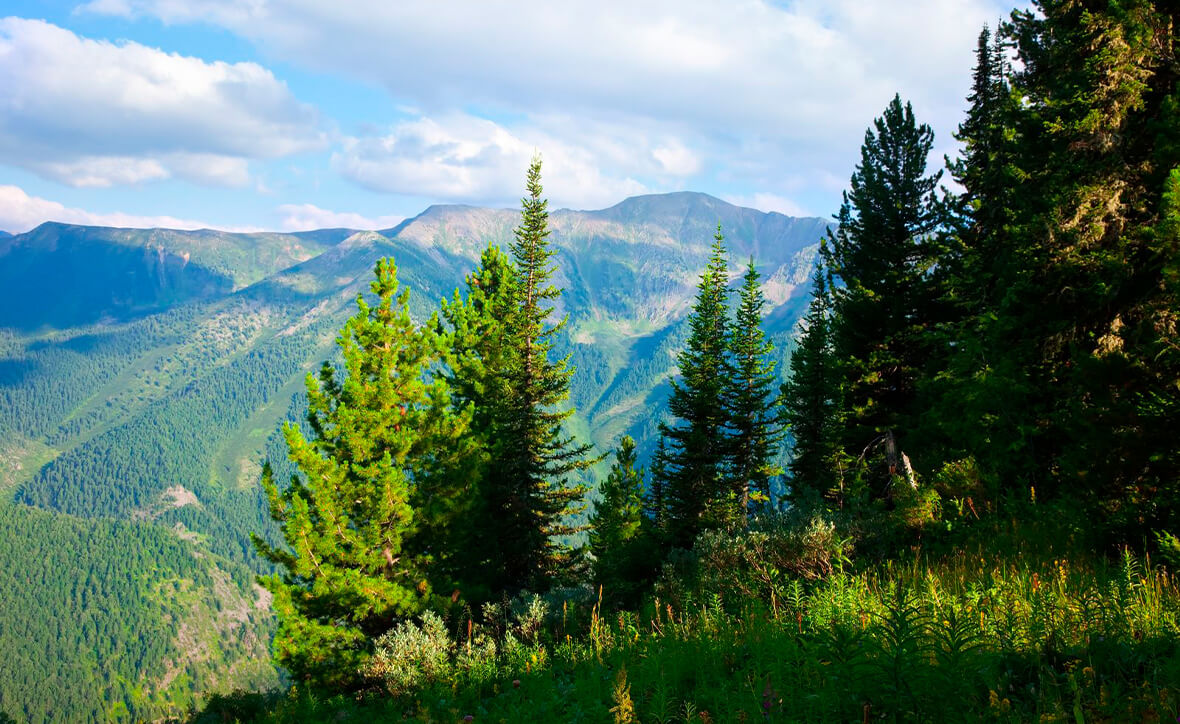 Школа юного туриста: леса России (группа 6-10 лет)