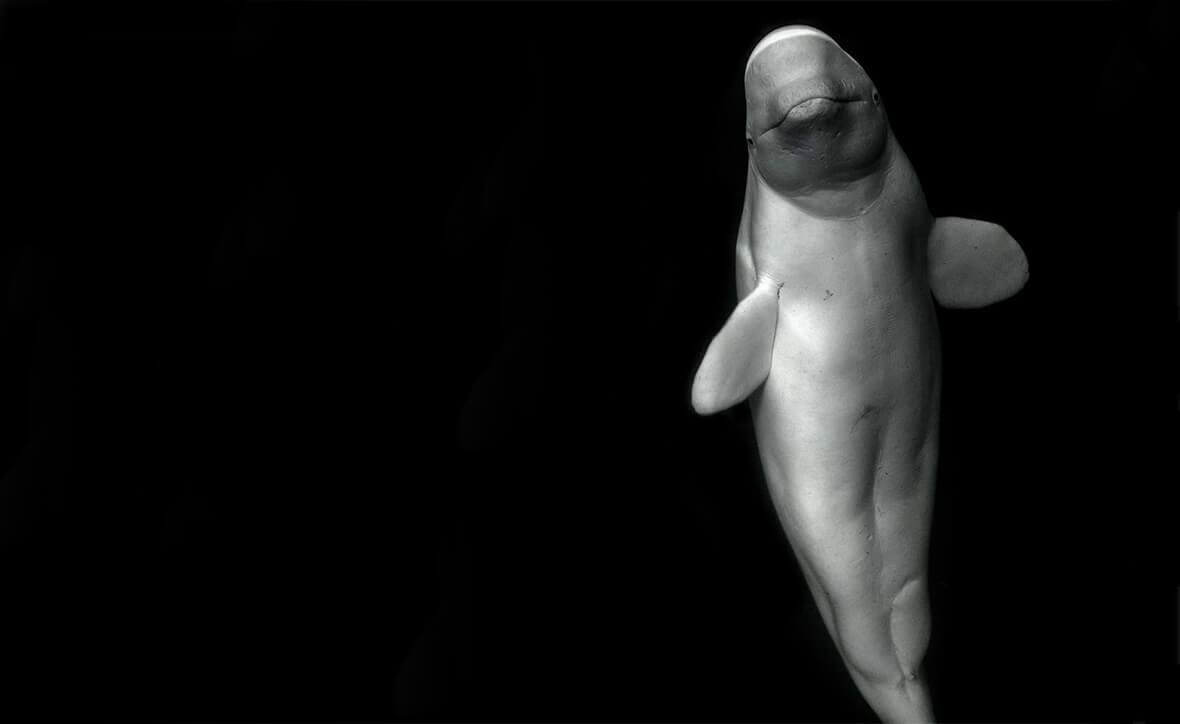 Лекция о дикой природе