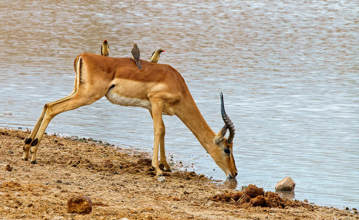 Школа юного туриста: путешествие в степь (группа 6-10 лет)