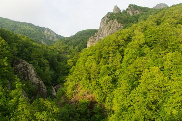 Семиглавая скальник Семиглавая скальник