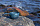 Чашка-кукса Kupilka 21 OURSEA Blueberry - Фото 2 малая