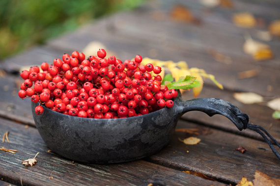 Миска Kupilka 55 Craft Box Cranberry - Фото 6 большая