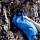 Бурдюк Ortlieb Water Bag 10 Blue - Фото 6 малая
