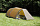 Палатка Hilleberg Helags 2 Sand - Фото 4 малая