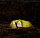 Палатка Naturehike Opalus Ultralight 2 Olive Green - Фото 3 малая