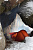 Палатка Nordisk Telemark 2 LW Burnt Red - Фото 5 малая