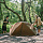 Палатка Naturehike Canyon 2 Brown - Фото 5 малая