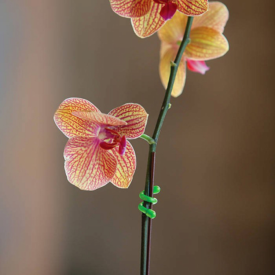 Гибкие стяжки Nite Ize Gear Tie 3" 4 шт Оранжевый - Фото 6 большая