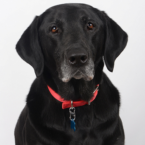 Брелок на ошейник Nite Ize S-Biner® Taglock™ Steel - Фото 2 большая