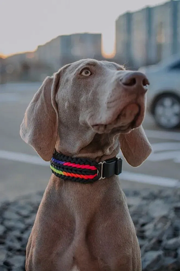 Паракорд Cord 550 10м Olive - Фото 4 большая