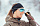 Очки Julbo Ultimate Cover Black/Red Reactiv 1-3 - Фото 3 малая