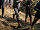 Брюки Compressport Hurricane Waterproof 10/10 - Фото 4 малая