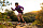 Палки Black Diamond Distance Carbon Z Fkt Black - Фото 3 малая