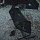 Гамак с москитной сеткой Naturehike Flyingboat 02 3-In-1 Anti-Mosquito Black - Фото 3 малая