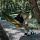 Гамак с москитной сеткой Naturehike Flyingboat 02 3-In-1 Anti-Mosquito Black - Фото 6 малая