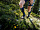 Гетры Compressport R2 Oxygen Blue - Фото 6 малая