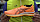 Кроссовки мужские ASICS Gel-Nimbus 22 Orange Pop/Black - Фото 2 малая